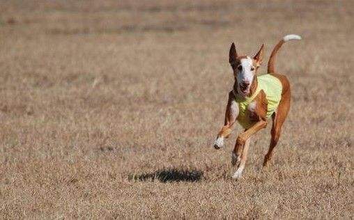 性格温顺的大型犬品种,宠物狗大型犬都有哪些品种