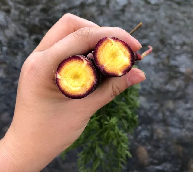 花青素甜脆萝卜,维c含量高的野果