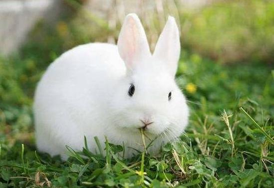 兔子不吃窝边草下一句暴露人品,俗语兔子不吃窝边草下一句