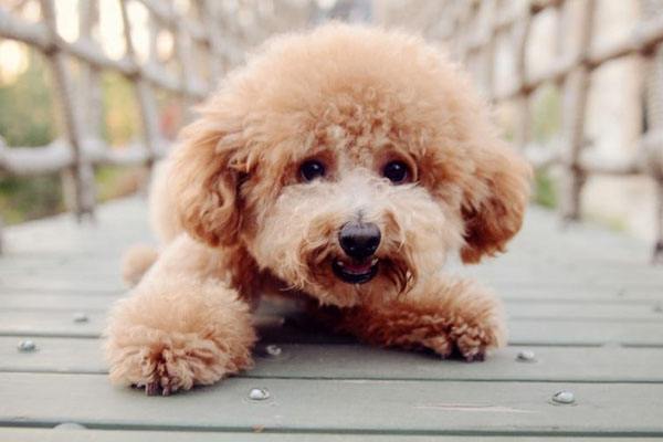 纯种泰迪犬和串串泰迪犬,纯种泰迪犬的6大特点