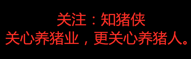 猪感染了非瘟不吃料开始排毒了吗,猪反反复复发烧不食是什么病