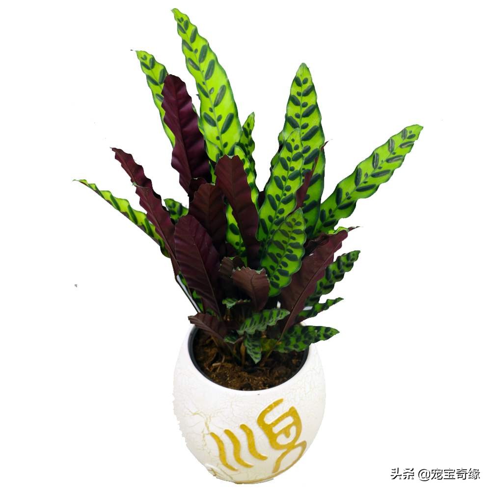 室内养的植物有毒品种大全,哪些室内植物对人体健康有影响