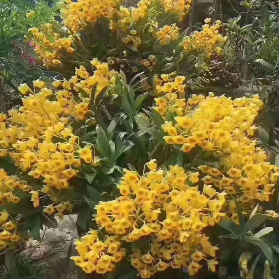 2022年野生菌什么时候大量上市 (山里的野菌样品及价格)