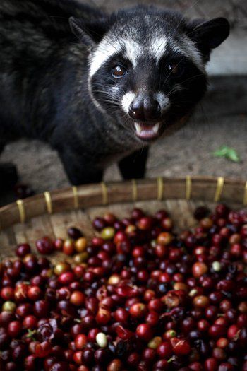 雀巢咖啡猫屎咖啡蓝山咖啡哪个好,为什么猫屎咖啡是世上最贵的