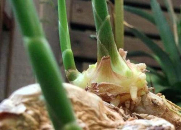 怎样种生姜好吃又简单,家庭种生姜妙招