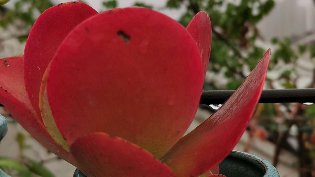 3种多肉外形很独特,8种多肉长相奇特