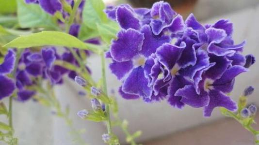 花卉知识大全,紫罗兰怎么养才可以开花