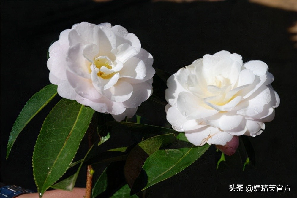 植萃护肤好物,植萃小众品牌哪个宝藏单品适合你