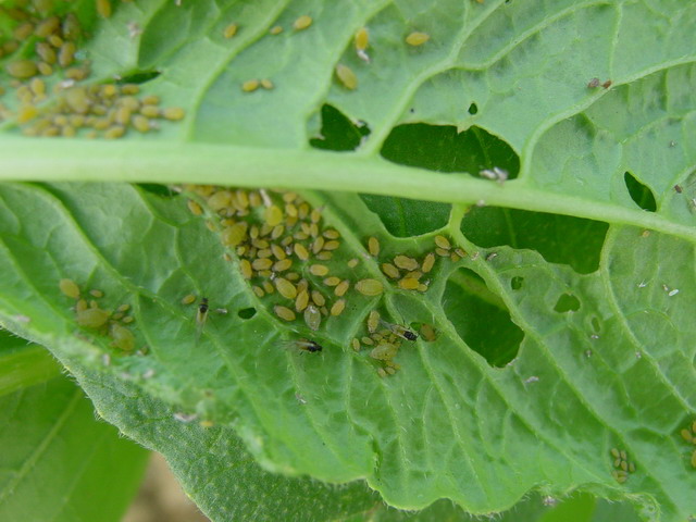 桃树蚜虫什么时间用药防治最好,防治桃树蚜虫什么时间较好