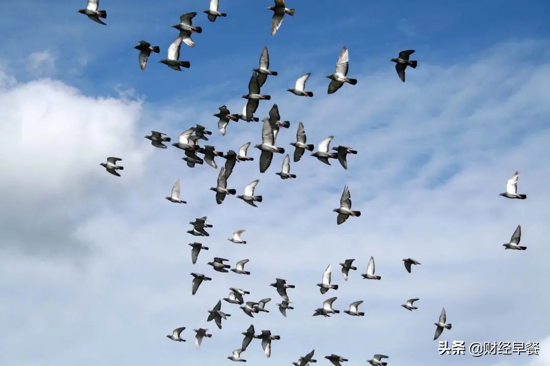 百亿赛鸽,上亿奖金赛鸽