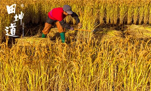 田坤道大米代理,开店大米批发要到哪里拿货才便宜