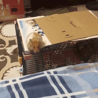 仓鼠幼鼠该怎么养,仓鼠幼鼠应该怎么养