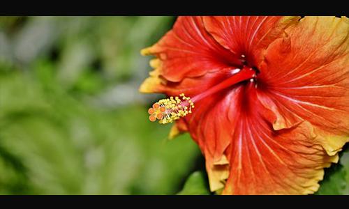 虚假应标如何处理,提供了虚假材料没有事实怎么处理