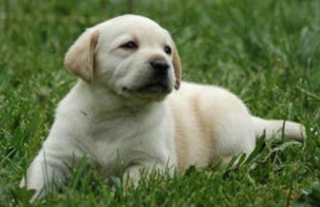 什么是狗狗脊柱病,什么是狗狗软骨病