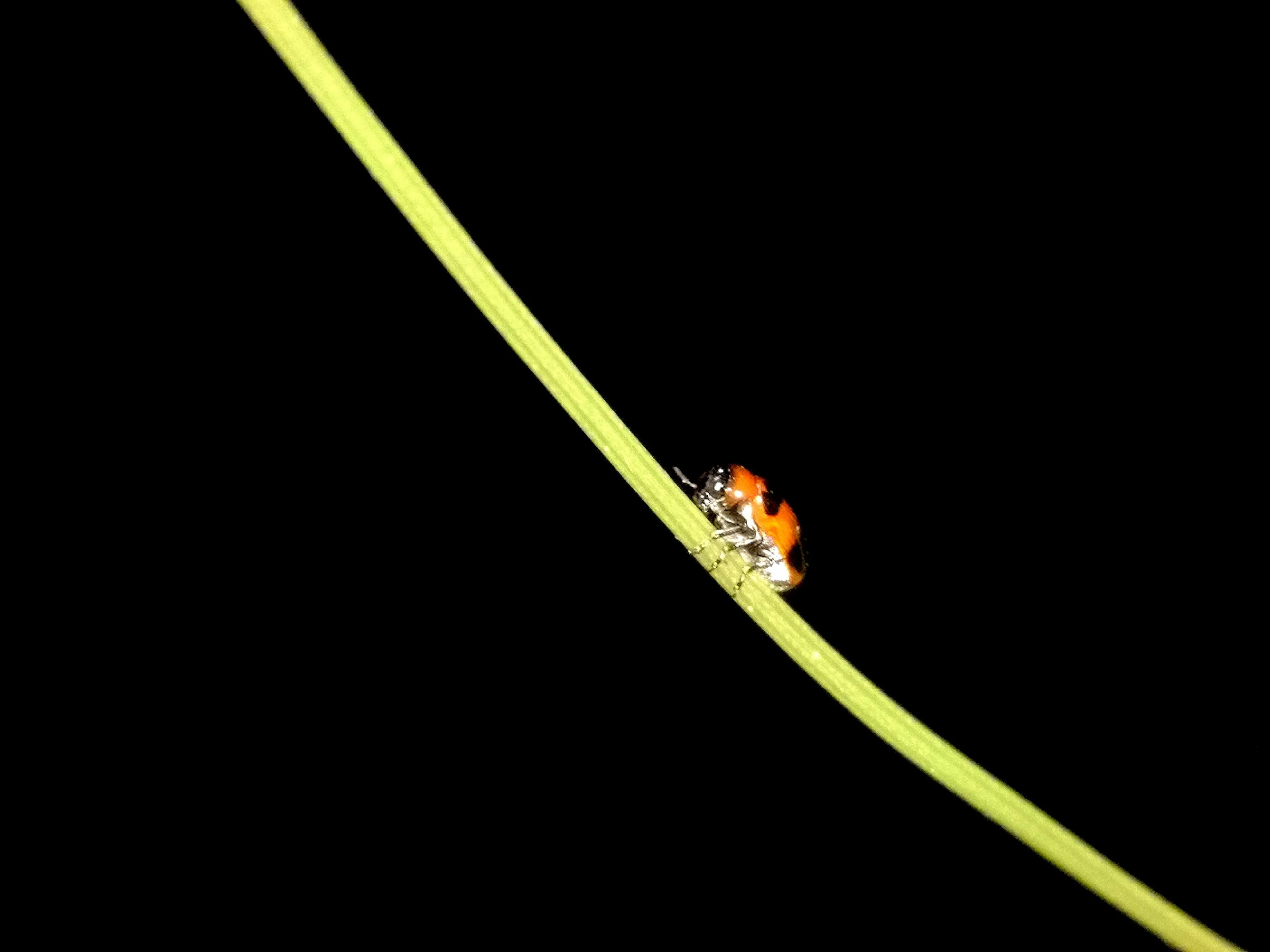 手机摄影手册圈友作品选第7期,手机摄影手册圈友作品选第6期