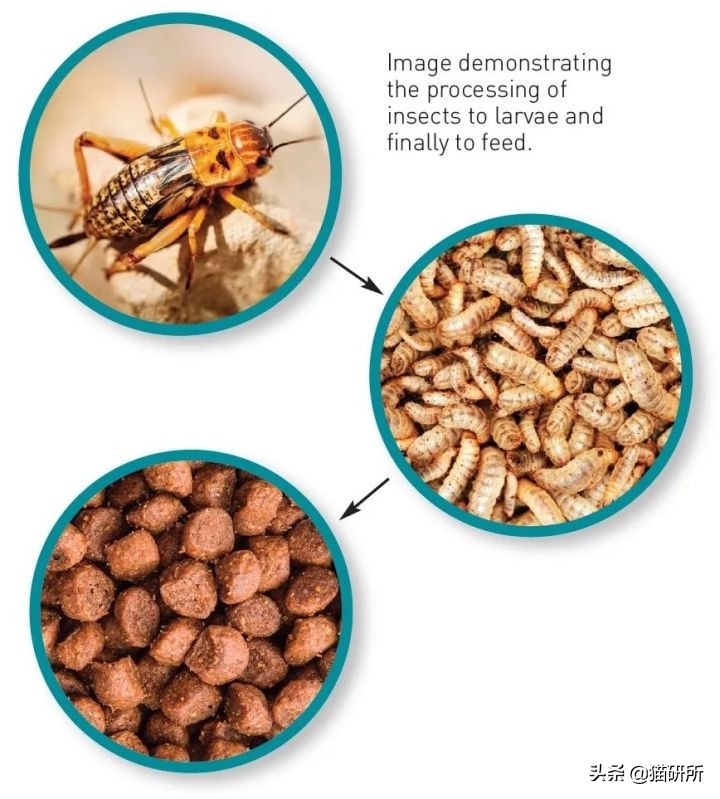 猫咪可以喂自制猫粮吗,用虫子做的食物