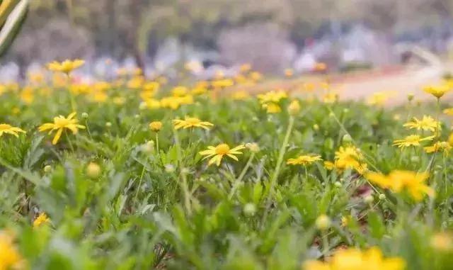 广州现在赏花哪里最好,广州各区赏花全指南