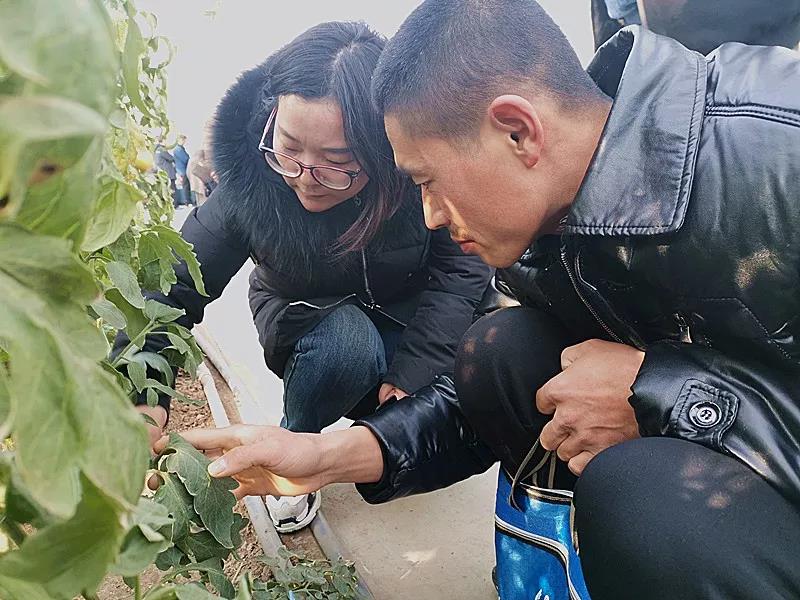 抢名额，19期中国无土栽培和土壤种植技术升级集成培训会