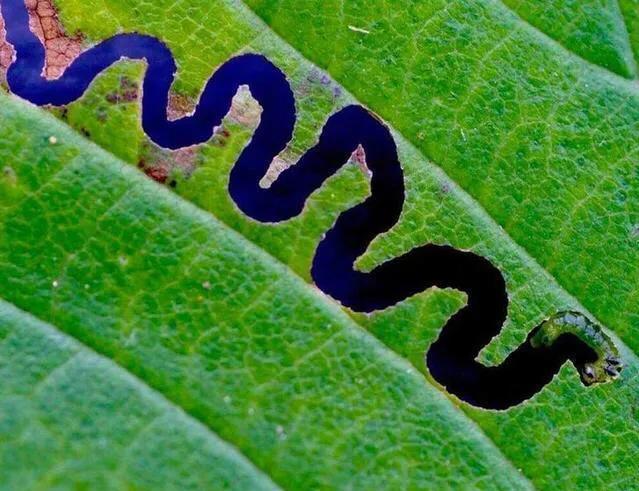 31张活久见的神奇自然照片,17张震撼人心的图片你看懂了几张