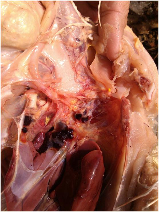 鸭走路左右摇摆怎么回事,鸭拉白痢最快急救方法