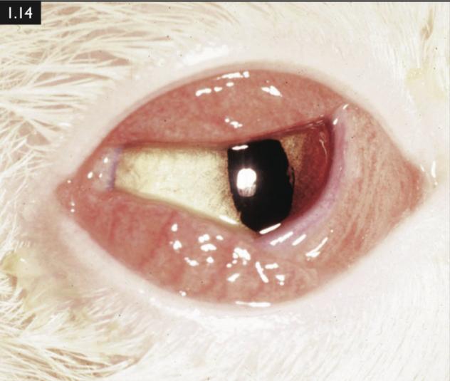 怀孕的母猫得猫瘟没流产,怀孕一个月的猫感染猫瘟会流产吗