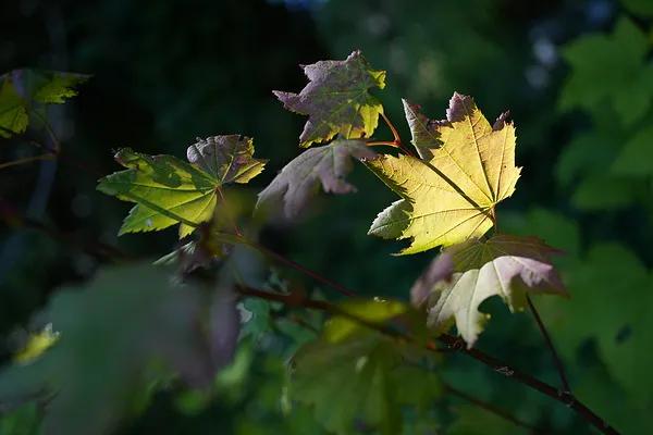 索尼a7c对比索尼6700,索尼a7c和索尼a7m3