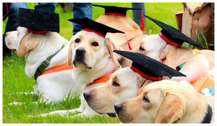 导盲犬一般是什么狗品种,大型导盲犬是什么狗品种