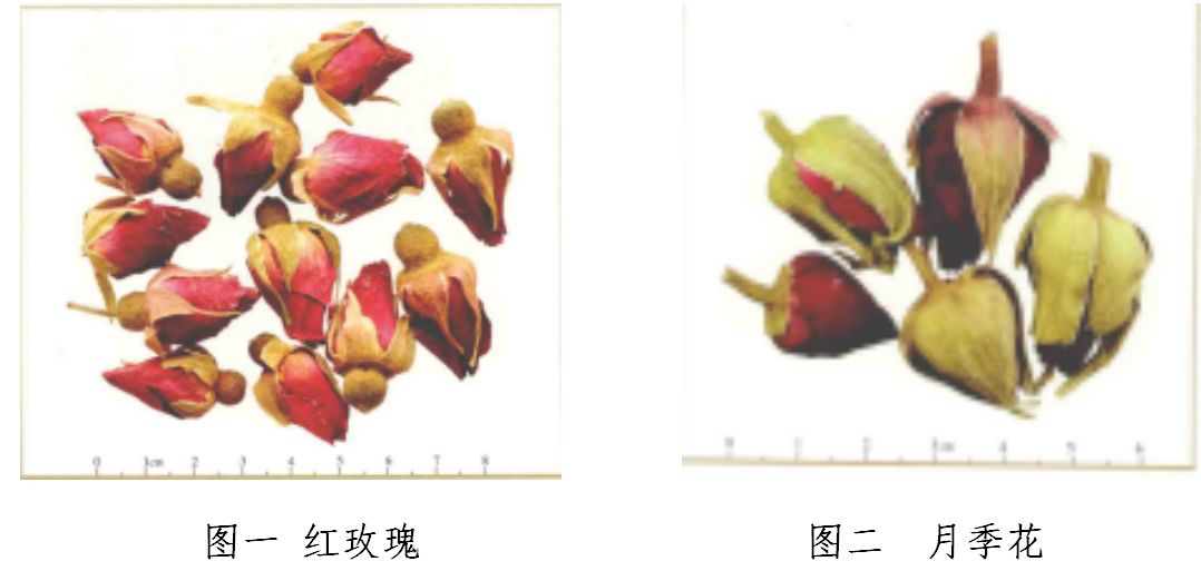 玫瑰女人,玫瑰女人作品