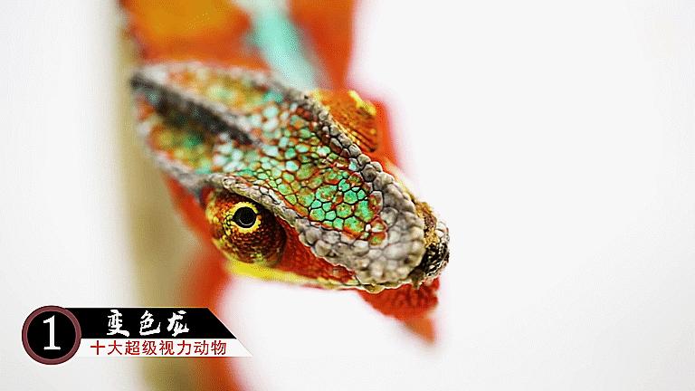 十大超级视觉动物,十二生肖视力很差的动物