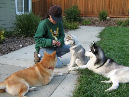 哈士奇注意事项,哈士奇真的难遛吗