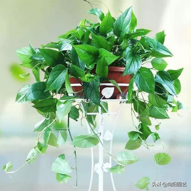 植物快速生根剂如何用,不用生根剂要让植物怎么生根