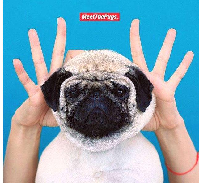 解读巴哥犬特点，教你学会正确饲养巴哥犬，新手铲屎官必看！