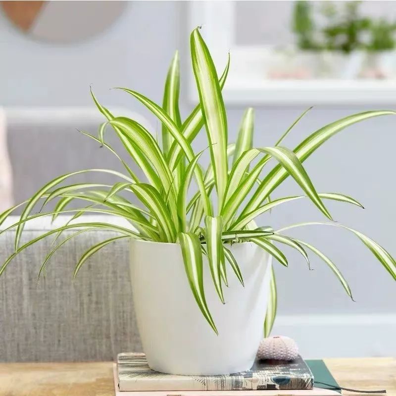 垂吊花卉品种直播,好看的吊兰绿植