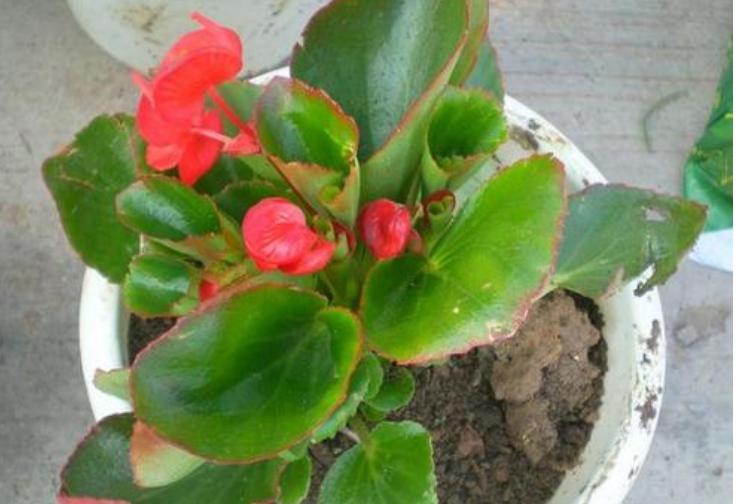 养花的小窍门是什么呢,养花只需要一招