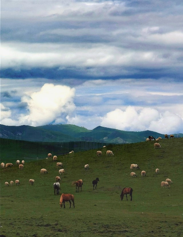 一条绝美草原之路,一条绝美的自驾公路