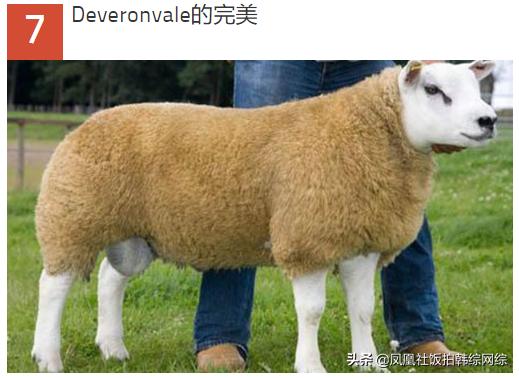 十大最昂贵动物排名,世界十大最贵的动物排行榜