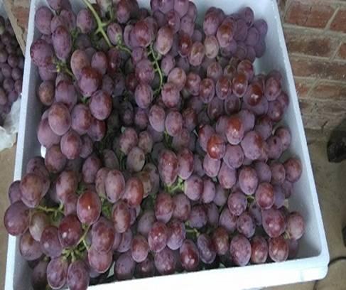 葡萄将熟之际,这些准备你要知道!做好了才能挣钱