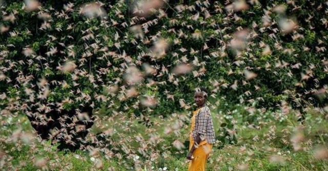 蝗虫为什么会出现蝗灾,蝗虫为什么会进化成这个样子