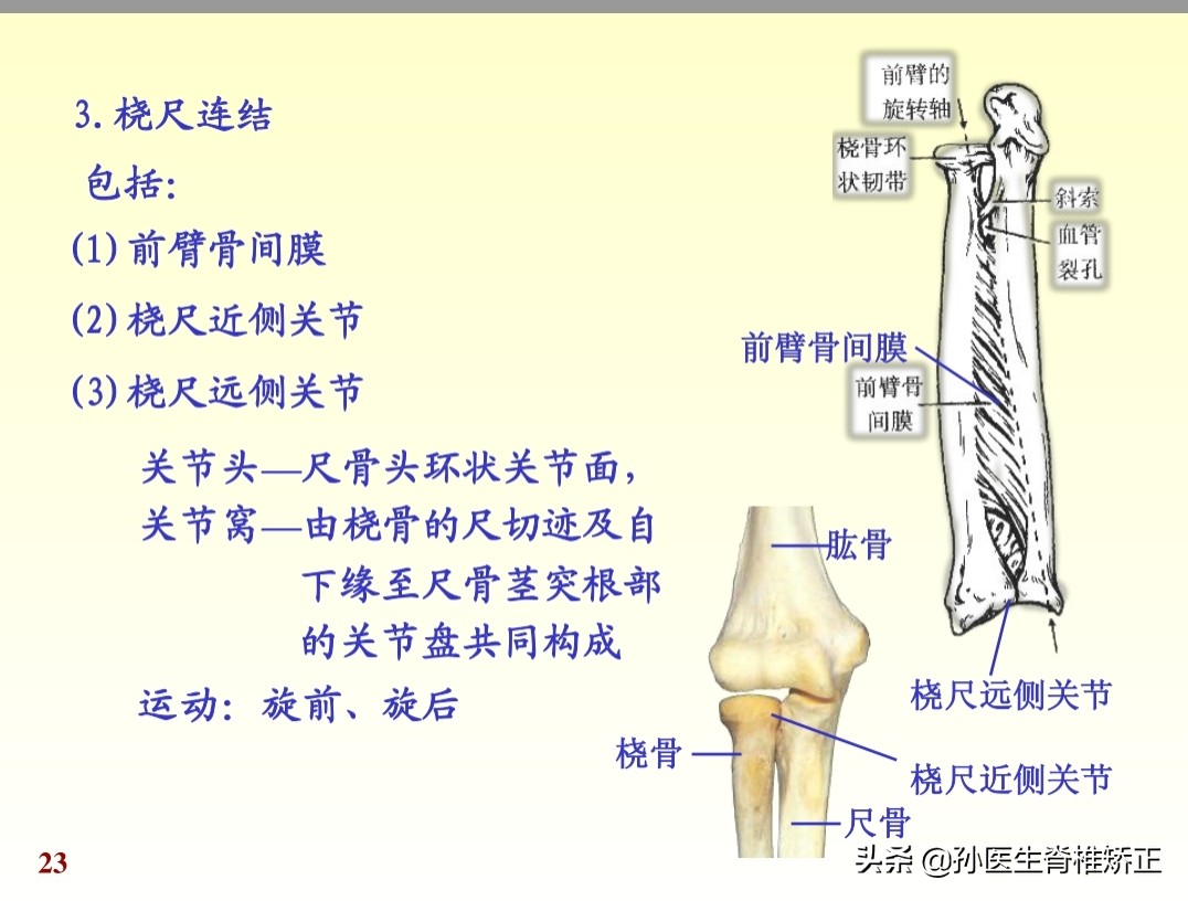 人体解剖学课件ppt,人体解剖学关节学