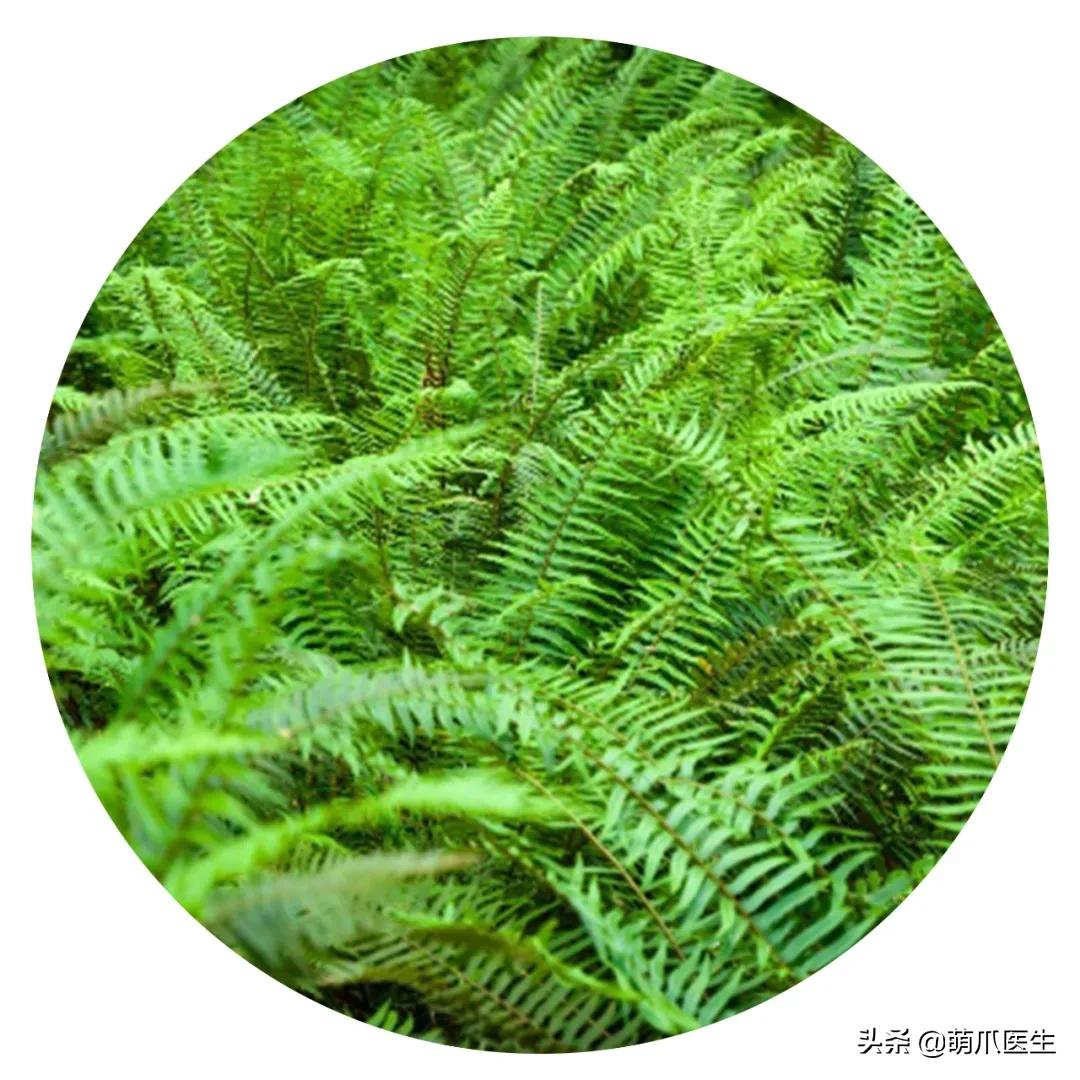 养了猫还适合养鹦鹉吗,养了猫还能养松鼠吗