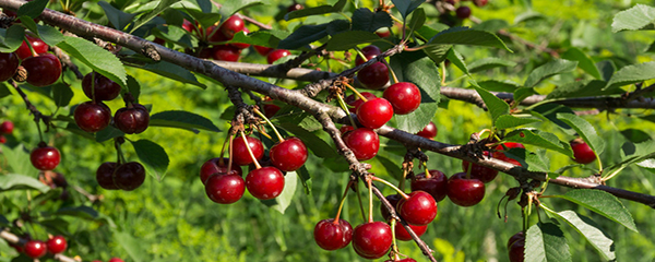 樱桃种植条件,广东樱桃种植的基本条件