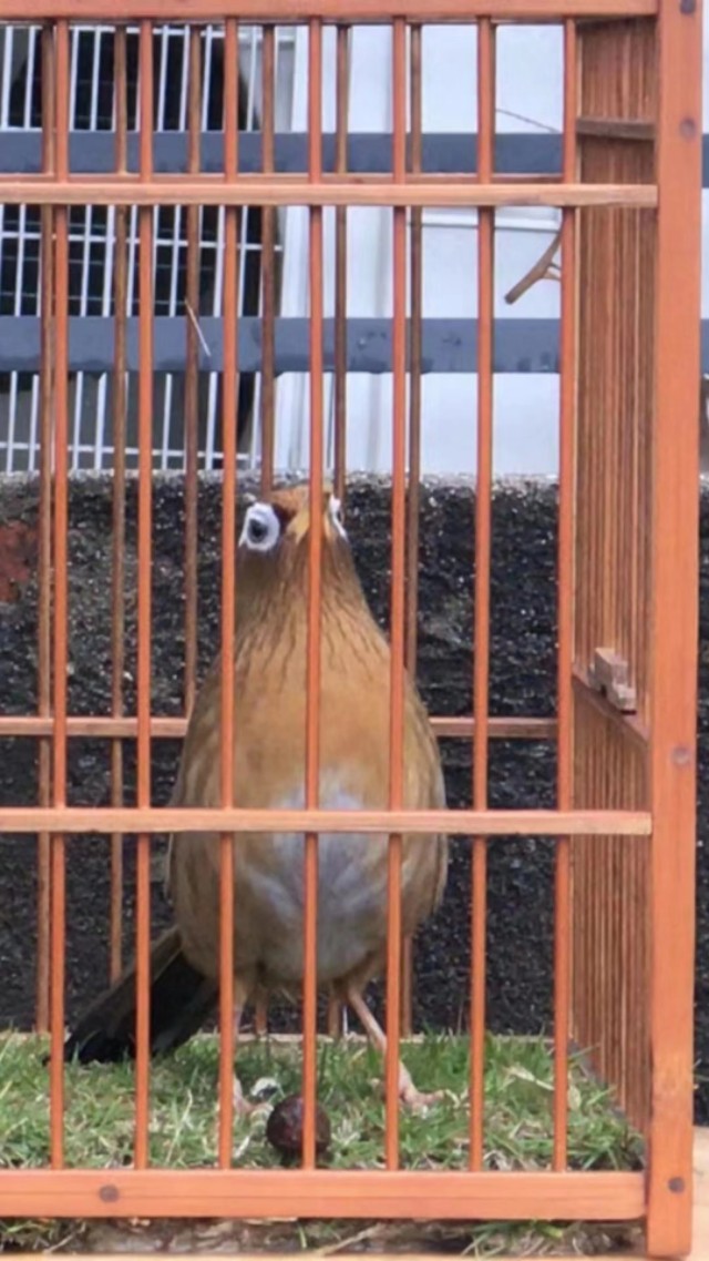 画眉鸟为什么会仰头？如何防止自己的画眉鸟仰头？