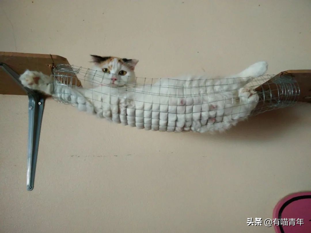 猫一天放了好几个臭屁,猫咪放的屁巨臭怎么回事