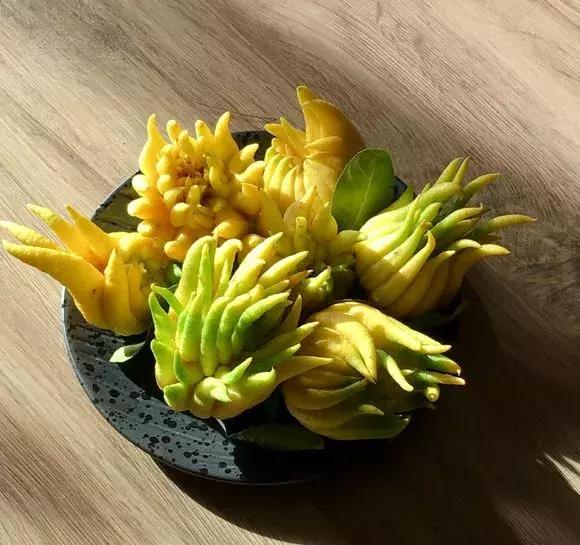 适合卧室养的助眠花,冬季助眠好养的花