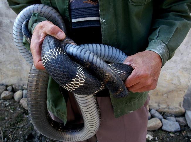 农村老人常说：“山上看见毒蛇，不打死三分罪”，真的要打死吗？