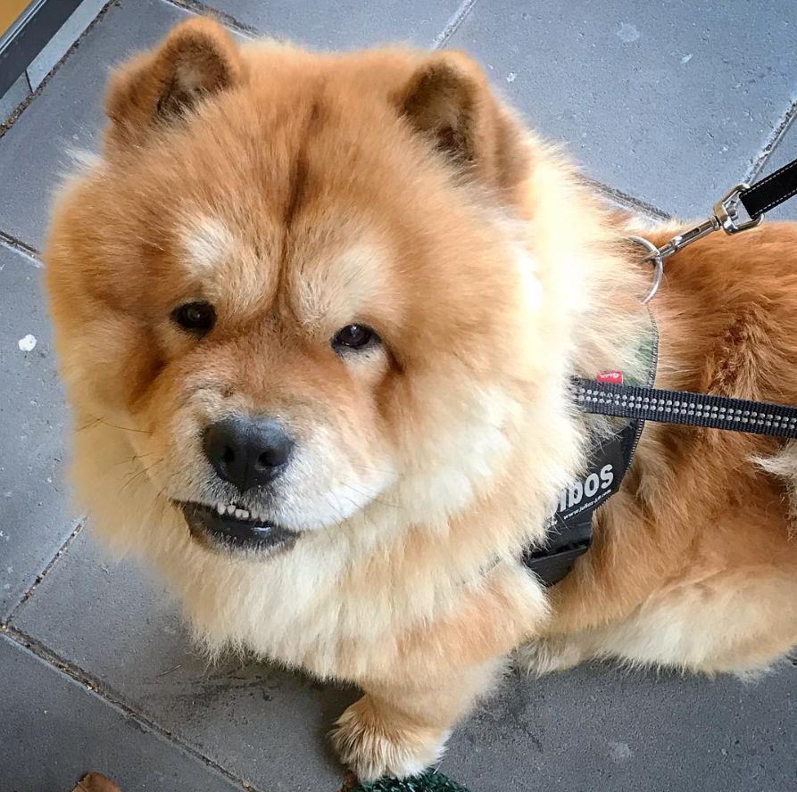 松狮是不是本土,松狮犬来源于中国哪里