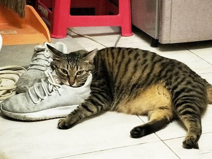 家里养猫的味道大还是狗的味道大,家里养猫太脏大便太臭