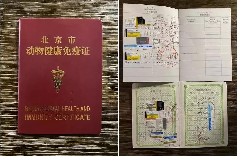 带狗狗移民,怎样带自家狗狗去国外