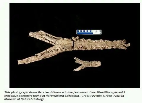 巨蛇恐怖视频真实,巨蛇的恐怖秘密