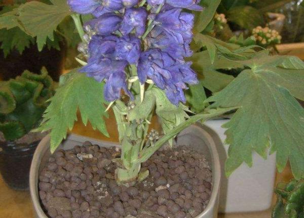 飞燕草黑斑怎么办,飞燕草叶片发黄焦边